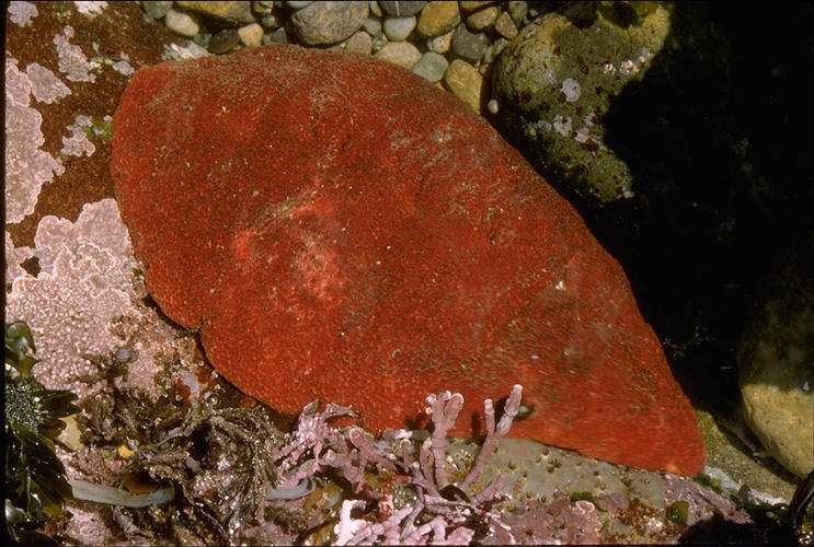 Cryptochiton stelleri